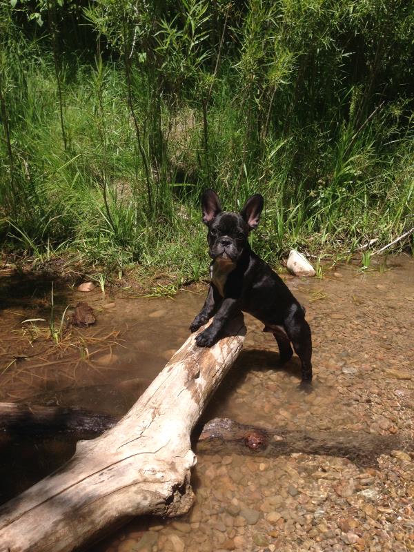 /Images/uploads/Humane Society of Utah/HSUCalendar/entries/1582thumb.jpg
